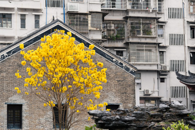 广州光孝寺黄花风铃木