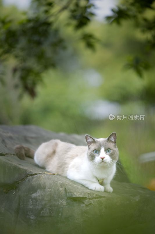 户外岩石上休憩的猫咪