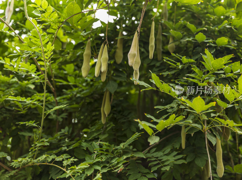 花卉植物阳光逆光花草