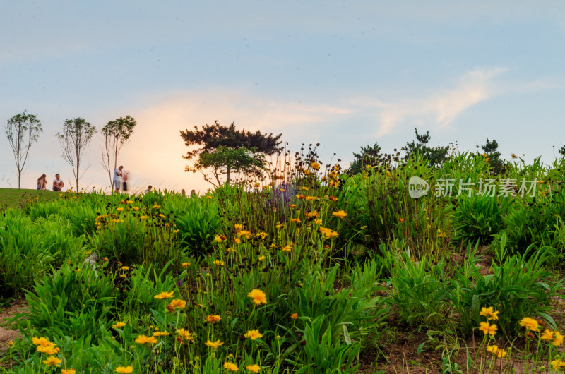 青岛小麦岛公园开满鲜花的山坡