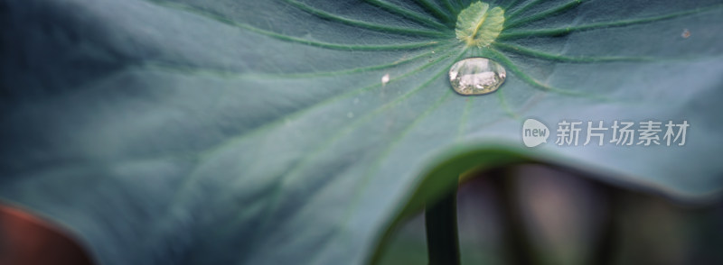 荷叶上的水滴