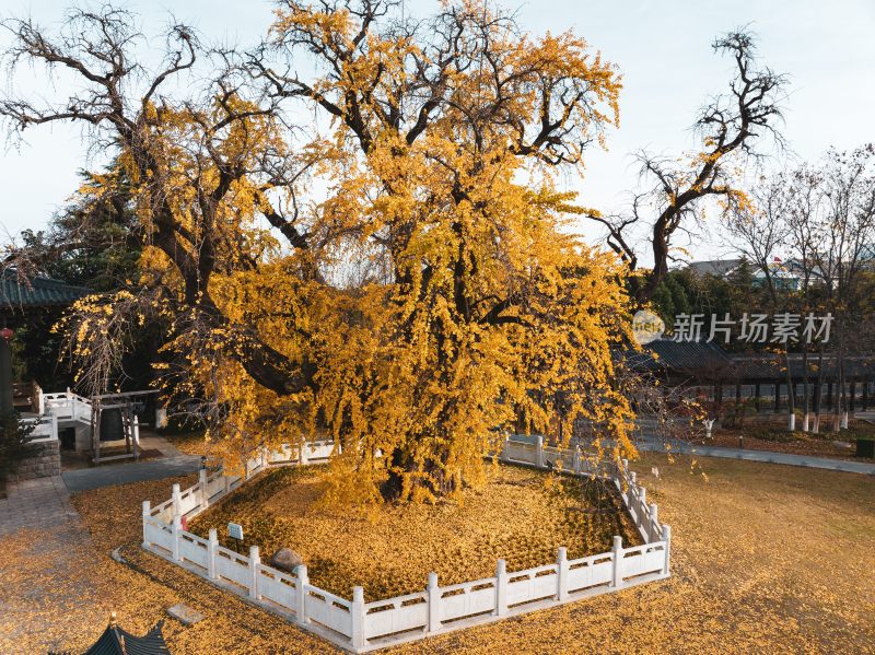 南京古惠济寺银杏