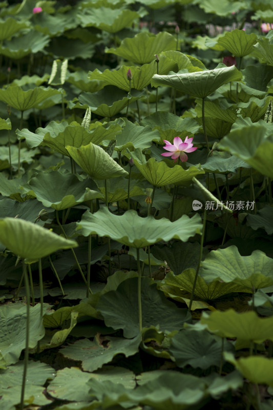 夏季公园荷塘荷叶丛中荷花特写