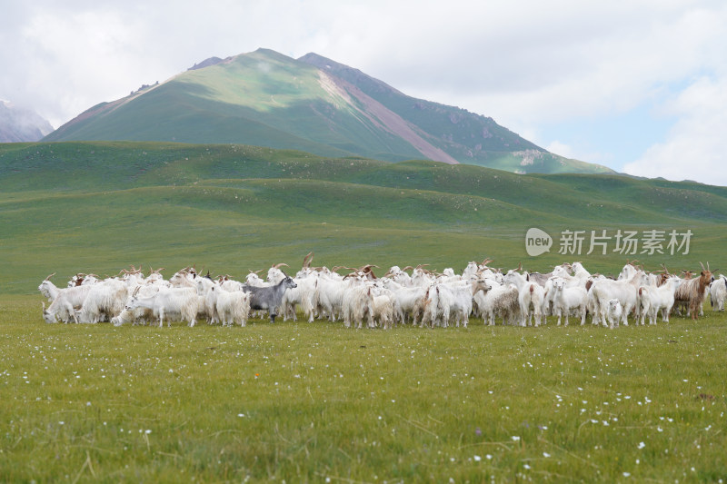 新疆内蒙古草原羊群白绒山羊放牧