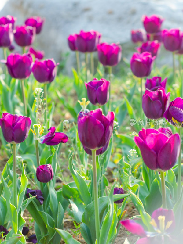 紫色郁金香花海