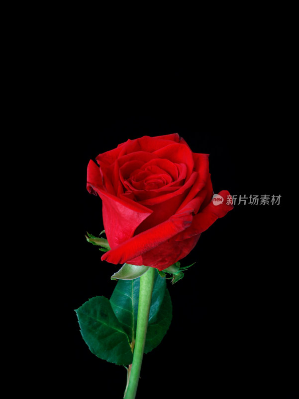 黑色背景上的一朵红色玫瑰花
