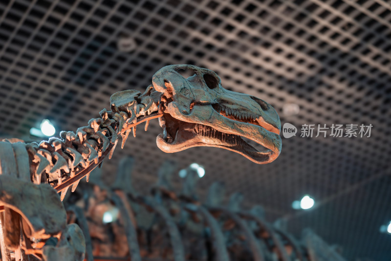 北京自然博物馆恐龙化石