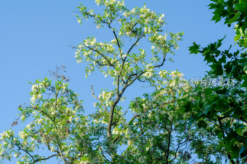 仰拍洋槐花树枝