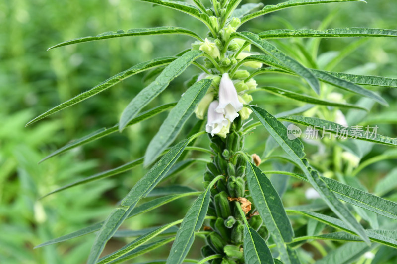 生长中的芝麻芝麻田