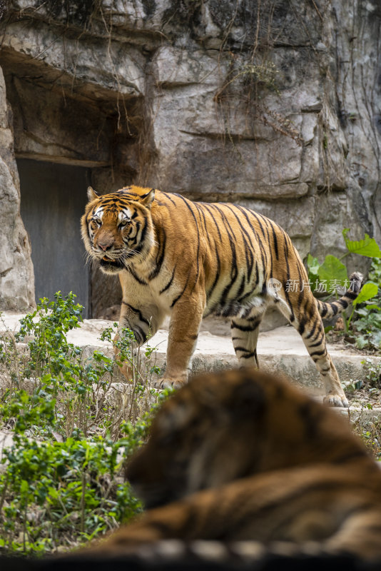 广东长隆野生动物园里的西伯利亚虎