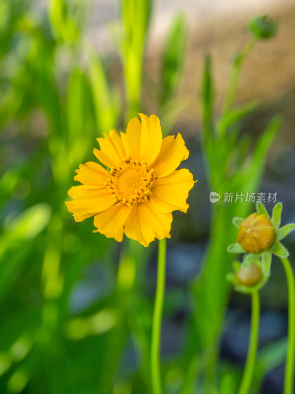 春天的金鸡菊开花特写