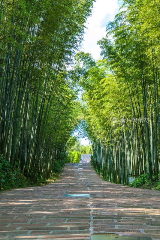 四川宜宾蜀南竹海自然风光