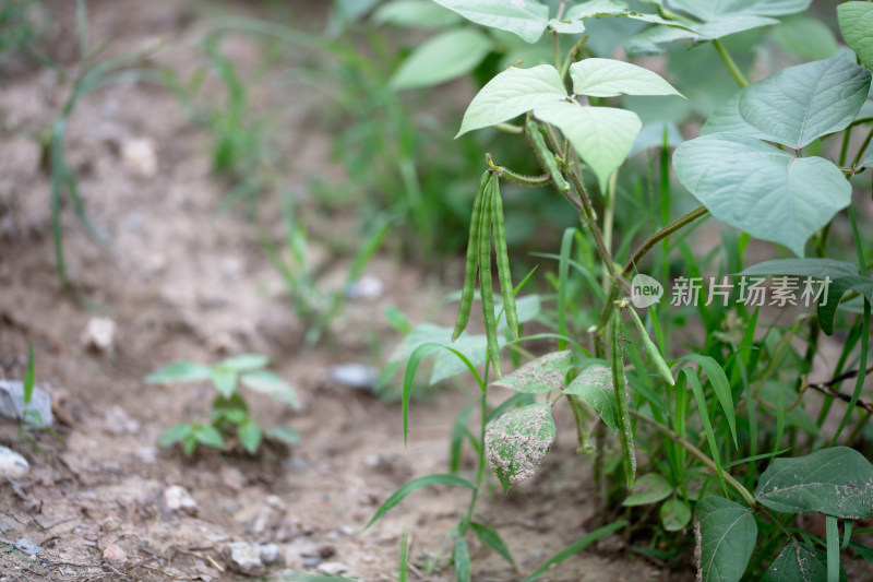 青青的绿豆荚