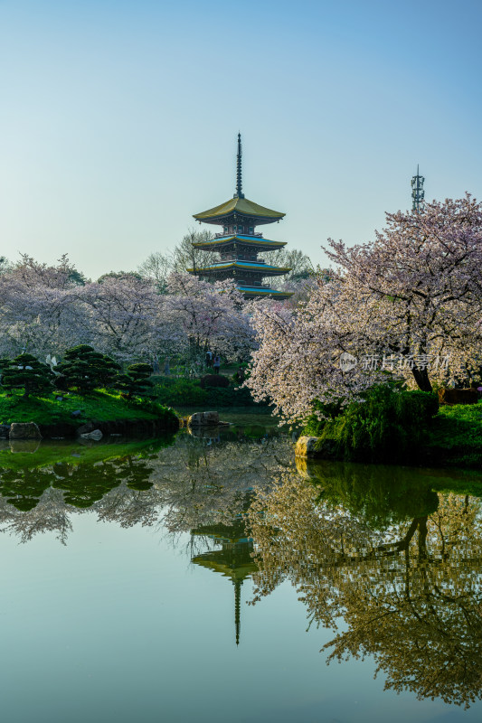 湖北武汉东湖樱园春季樱花与五重塔风光