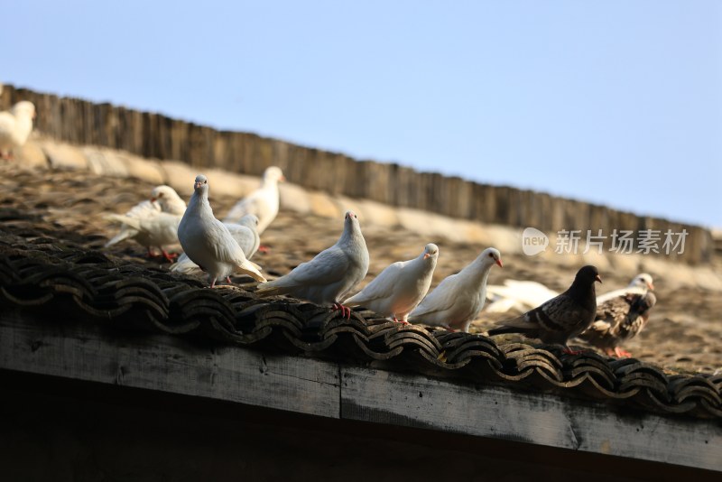 中式建筑屋檐上的一群鸽子