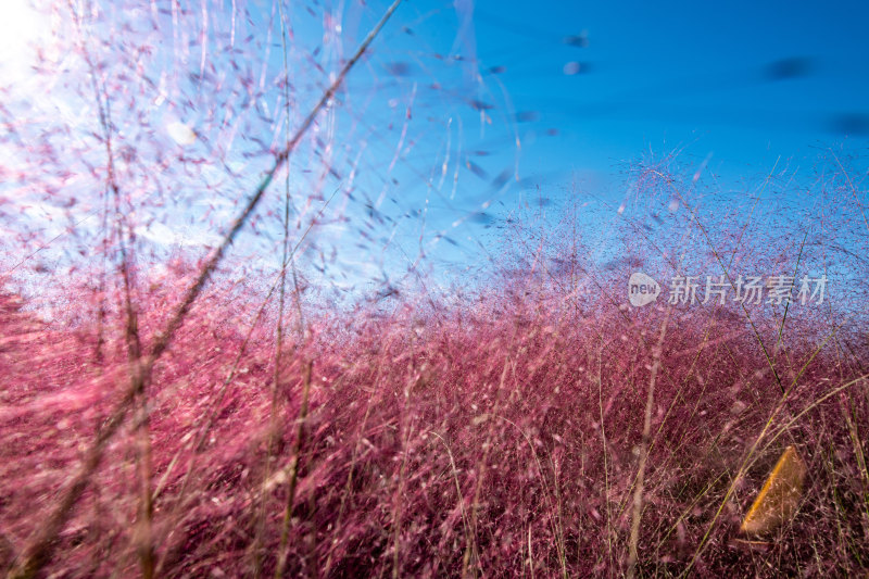 上海嘉北郊野公园粉黛乱子草自然景观