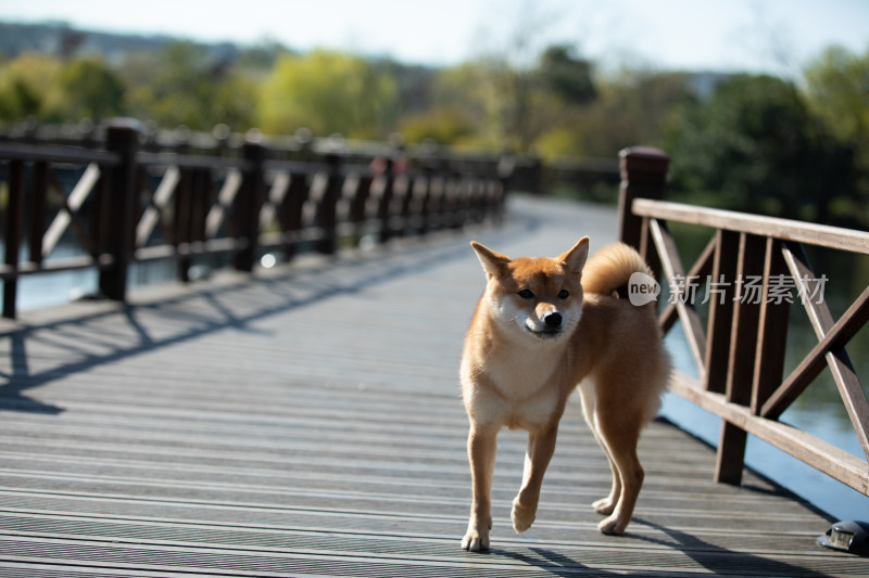 一只在栈道上玩耍的柴犬