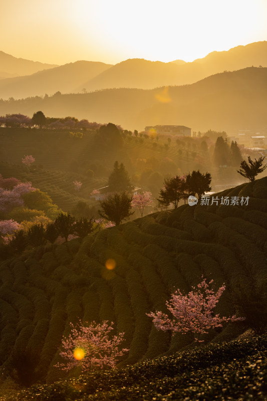 龙岩永福台品樱花茶园