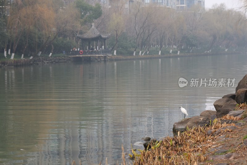 河边亭子旁的白鹭风景