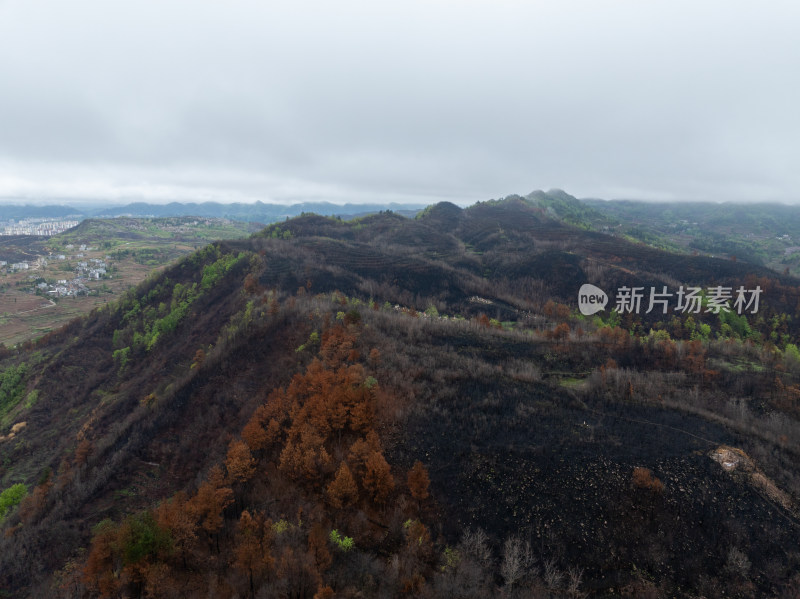 贵州毕节山火区域春天万物复苏