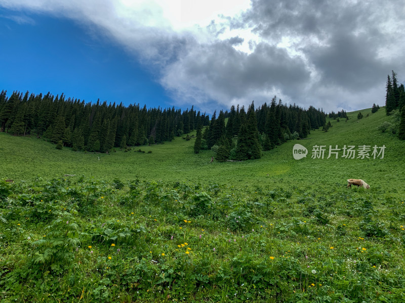 中国新疆伊犁那拉提草原旅游风光