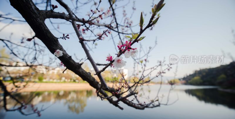 大姚白塔湖风光