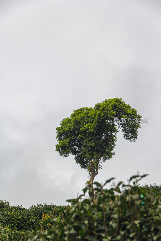 山坡茶园与绿树景观