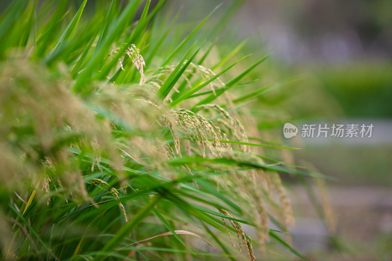 农田种植传统粮食水稻