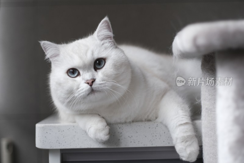 白色银点猫坐在猫爬架桌子上