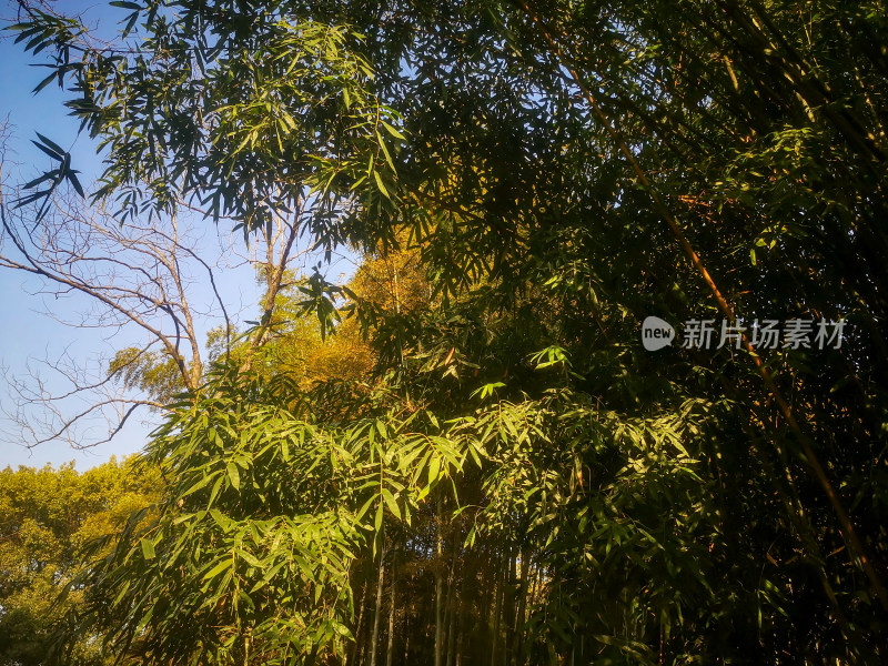 竹林竹叶植物摄影图