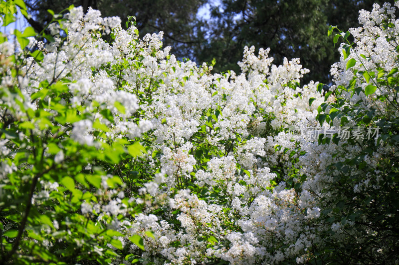 春天四月丁香花花卉开放治愈清新