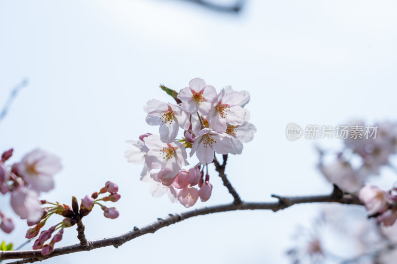 青岛中山公园樱花盛开的粉色樱花