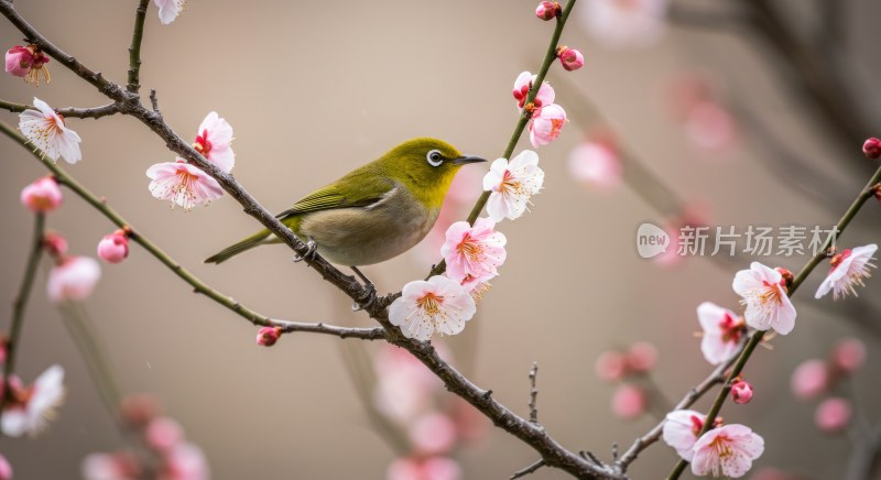 枝头小鸟与粉色花朵