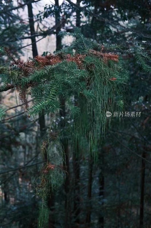 福建省泉州市德化县乡村植物特写