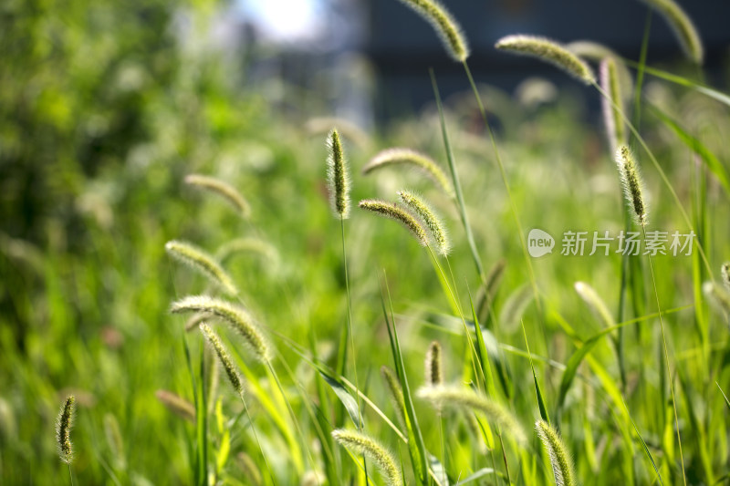 秋季繁茂的狗尾巴草特写