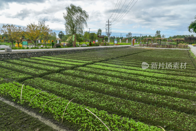 田园规整农田种植景象