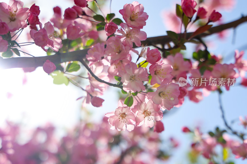 蜜蜂在春天阳光下的海棠花上采蜜