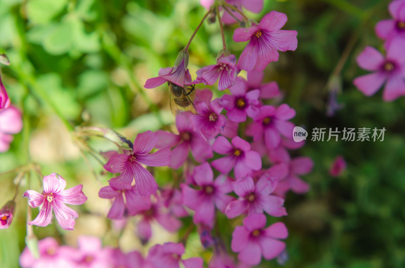 蜜蜂采蜜粉色小花特写