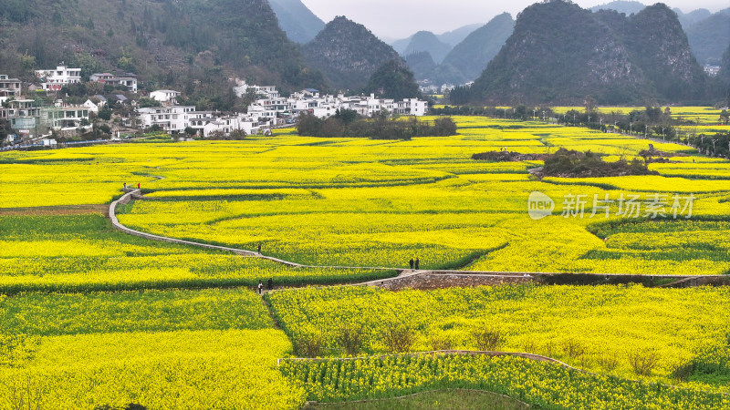 航拍油菜花盛开  美丽乡村