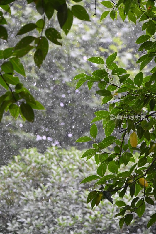 雨中的树叶