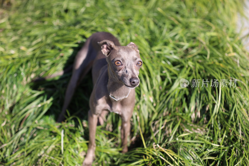 站在草地上的意大利小灵缇犬