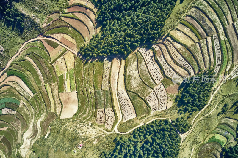 高山上的梯田