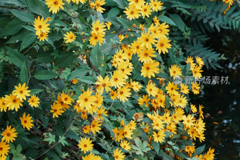 北京圆明园公园盛开的菊花