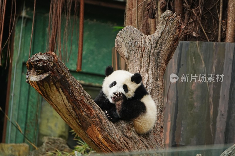 大熊猫幼崽坐树干憨态可掬