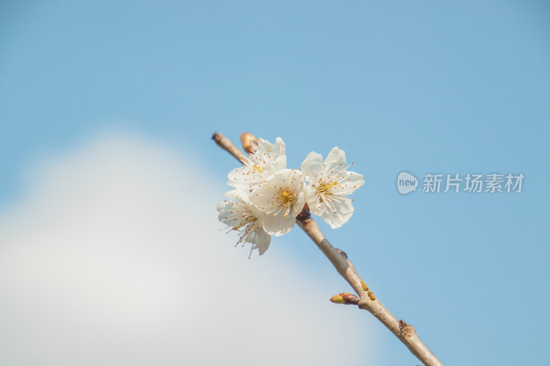 蓝天背景下樱桃花特写