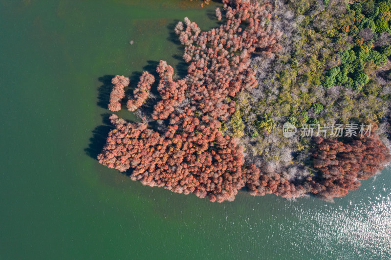 深圳大山陂水库水杉林秋色