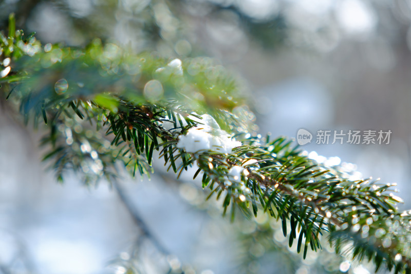 冬日雪覆松枝