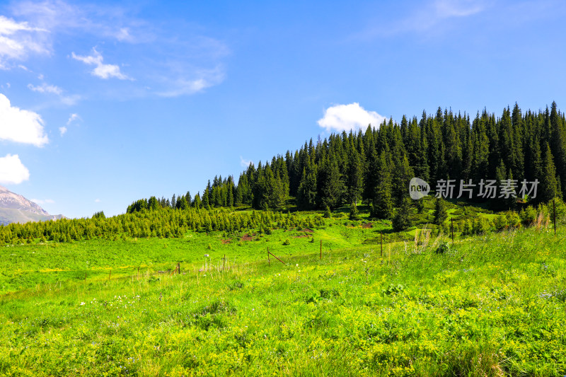 春天伊犁大自然风景