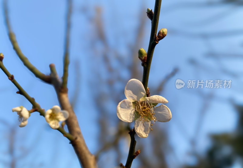 树枝上盛开的梅花特写