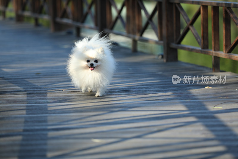 在栈道上奔跑的白色博美犬